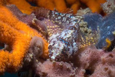 Suyun altında kameraya bakan bir Cape tripleny balığı (Cremnochorites capensis) resifte kamufle edilmiştir.