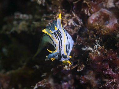 Siyah çizgiler ve sarı uçlu, sualtı beyaz gövdesi taç giymiş bir çıplak dal (Polycera capensis)