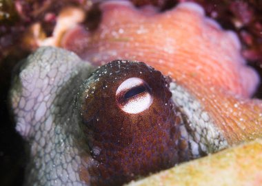 Bir Ahtapot (Octopus vulgaris) gözünün makro görüntüsü