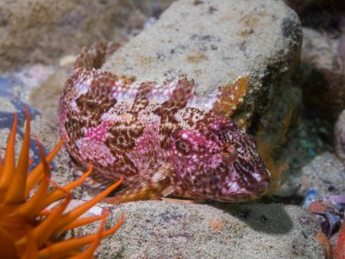 Okyanus tabanında güzel pembe ve kahverengi desenli bir Süper Klipfish (Clinus superciliosus)