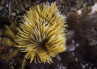 Sarı-turuncu tüylü solucana yakın çekim veya dev fan kurdu (Sabellastarte longa)