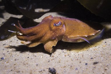 Deniz tabanında avlanan sıradan bir mürekkepbalığına (Sepia vermiculata) yakın plan