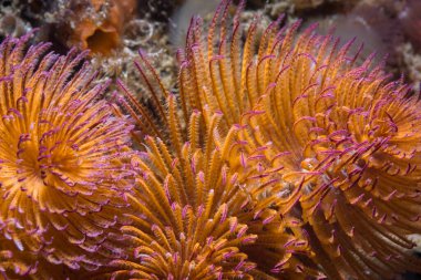 Mor uçlu turuncu tüylü bir solucan ya da dev bir fan kurdu (Sabellastarte longa), su altındaki resifte beslenir.