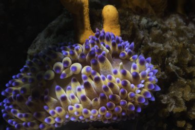 Gaz alevi çıplaklığı (Bonisa nakaza), krem gövdesinin deniz sümüklüböceği ve mavi-mor uçlu cerata 'nın yukarısından yaklaşır. 