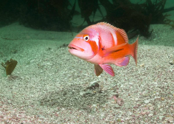 Bright Coloured Red Roman Seabream Fish Chrysoblephus Laticeps — Stock Photo, Image
