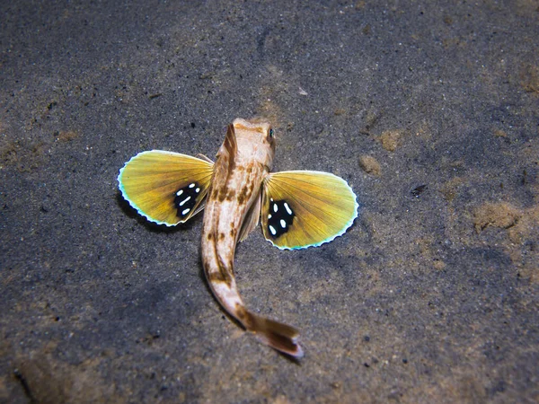 Ryba Obecná Chelidonichthys Kumu Barevnými Prsními Ploutvemi Velkým Černým Okem — Stock fotografie