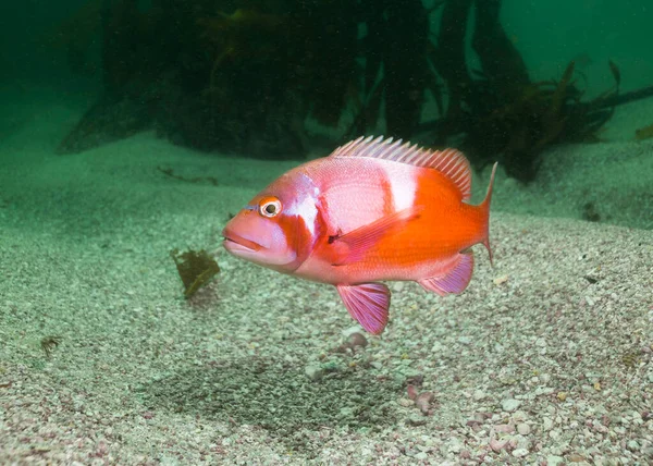 Bright Coloured Red Roman Seabream Fish Chrysoblephus Laticeps Warning Fin — Stock Photo, Image