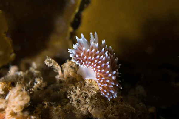 サンゴ礁の水中にある小さなケープ シルバーチップ ヌディブランチ Janolus Capensis — ストック写真