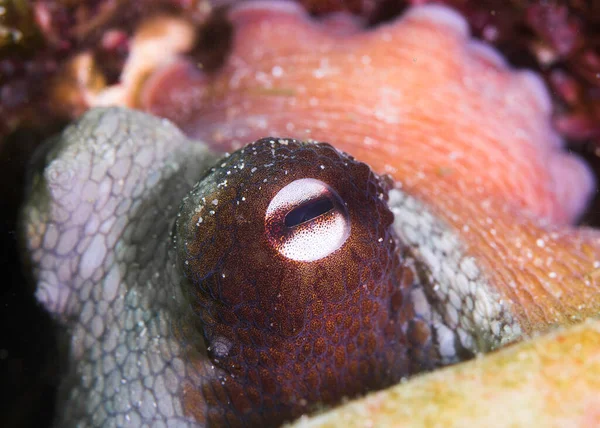 Macro Occhio Polpo Comune Octopus Vulgaris — Foto Stock