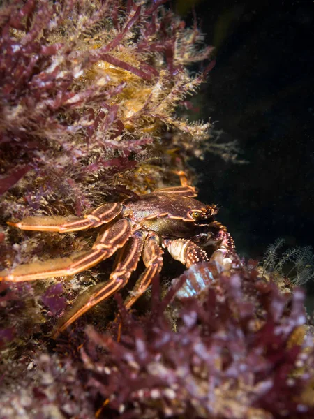 躲在礁石上的角蟹 Plagusia Chabrus — 图库照片