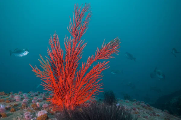 stock image Large bright red orange Palmate sea fan (Leptogoria palma) growing on the reef