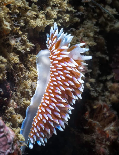サンゴ礁水中のケープシルバーチップ ヌディブランチ Janolus Capensis の側面図 — ストック写真