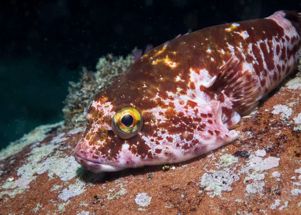 Rocksucker Giant Clingfish Chorisochismus Dentex Camouflaged Rock Underwater — Stock Photo, Image