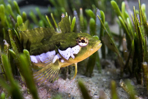 Super Klipfish Clinus Superciliosus Ukrywa Się Między Trawą Morską Zielonym — Zdjęcie stockowe