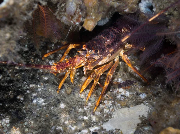 West Coast Rock Lobster Crayfish Hiding Reef Underwater — Stock Photo, Image