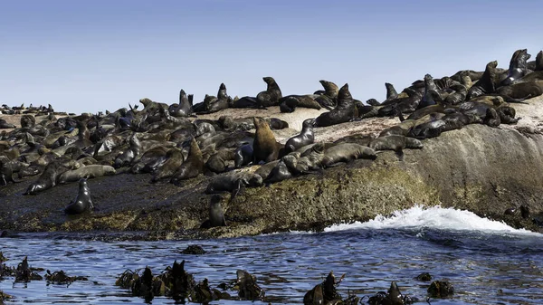 Cape Fur Seals Crogiolarsi Sole Una Grande Roccia Con Oceano — Foto Stock