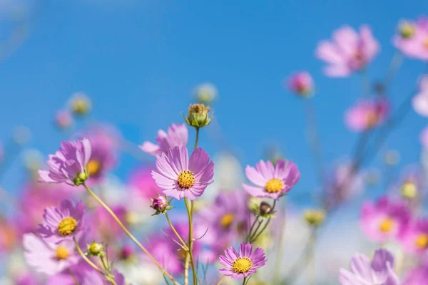 Różowy Cosmos Kwiaty Kwitnące Słońcu Zbliżenie Niebieskim Tle Nieba — Zdjęcie stockowe