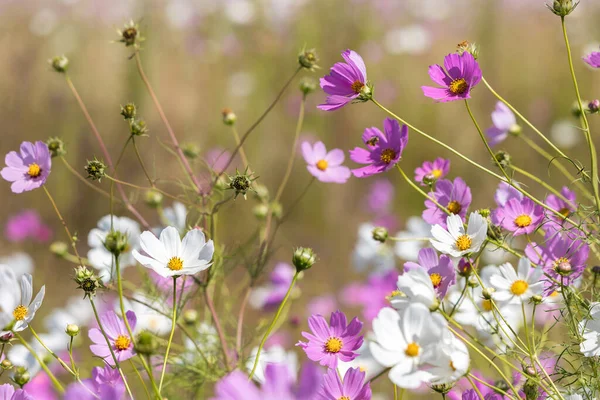 白色和粉色的宇宙花朵盛开在田野里 — 图库照片