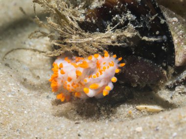 Turuncu tüylü deniz salyangozu (Limacia clavigera) turuncu uçlu ve lekeli beyaz gövdeli çıplak bir dalın ön görüntüsü