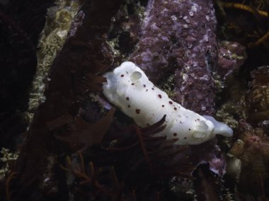 Kırmızı benekli doridin (Chromodoris heatherae) üst görüntüsü suyun altında çıplak dallar, beyaz gövdeli deniz sümüklüböceği ve kırmızı noktalar