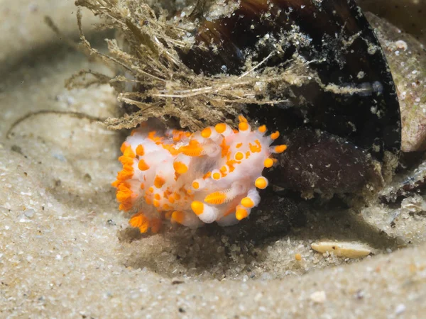 突起やブロッチにオレンジ色の先端を持つ白いボディヌーディブランチのオレンジクラブの海ナメクジ Limacia Clavigera フロントビュー — ストック写真