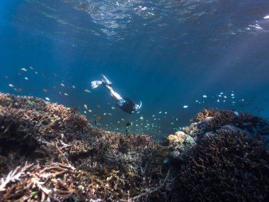 Dişi bir şnorkelci, sığ bir mercan resifine bakmak için suya dalıyor. Etrafı balıklarla çevrili ve ışık ışınları suyun yüzeyinde parlıyor.