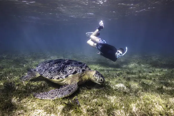 Большая Зеленая Морская Черепаха Водой Пасущаяся Дне Морской Травы Трубкой — стоковое фото