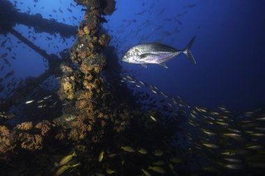Bir Kingfish, derin deniz enkazı etrafında küçük balıkları avlıyor.