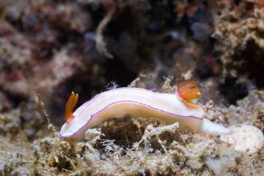 Bir Emma 'nın Hypselodoris (Hypselodoris emma) nüdidalına yakın plan beyaz gövdeli, mor çizgili ve turuncu burun ve solungaçlı