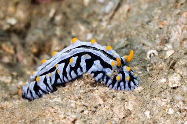 Varisli Wart Slug (Phyllidia varicosa) beyaz gövdeli deniz sümüklüböceği ve Madagaskar 'da sualtı sularında sarı gergedanlı siyah lekeler