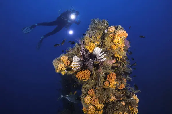 A lion fish on a colorful protrusion of a ship wreck underwater and a silhouette of an underwater photographer in the distance with her lights on