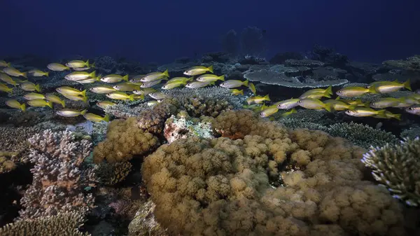 A school of Yellow or Bigeye snapper fish (Lutjanus lutjanus) yellow fish with light stripes swimming close to the reef