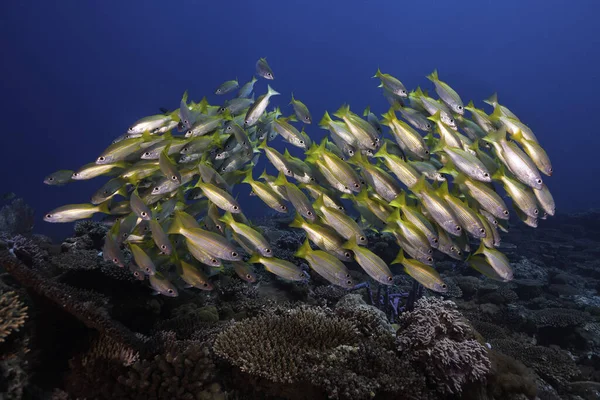 A school of Yellow or Bigeye snapper fish (Lutjanus lutjanus) yellow fish with light stripes swimming over the coral reef