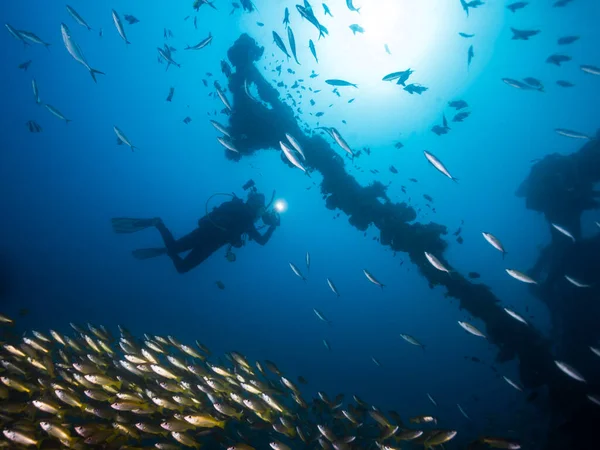 A school of Yellow or Bigeye snapper fish (Lutjanus lutjanus) yellow fish with light stripes with the silhouette of a scuba diver and the mast of a ship wreck in the distance