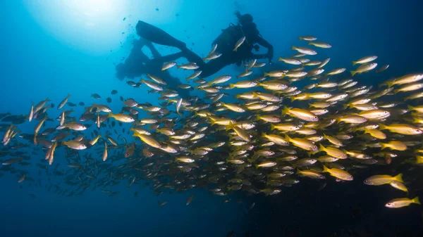 A school of Yellow or Bigeye snapper fish (Lutjanus lutjanus) yellow fish swimming together with the silhouette of a female scuba diver and the mast of a ship wreck in the distance