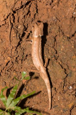 Kaplama Yaprak Bukalemun 'a (Brookesia Stumpffi) yakın plan.