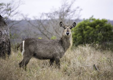 Çalıların arasında duran dişi bir Waterbuck, uzun kuru otların arasındaki kameraya dikkatle bakıyor.