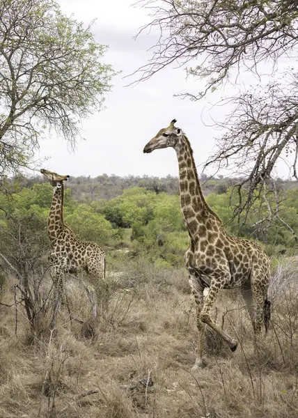 Porträtt Två Giraffer Som Betar Träd Det Torra Buskgräset — Stockfoto