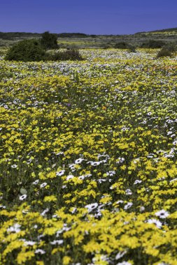 Güney Afrika 'nın batı kıyısında ilkbaharda büyüyen büyük bir sarı ve beyaz papatya gösterisi. Portre Oorinasyonu