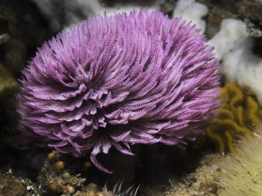 Mor renkli bir tüy tozu solucanı veya dev bir fan kurdu (Sabellastarte longa) su altında