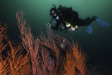 Dişi bir dalış dalgıcı büyük bir Palmat deniz vantilatörü (Leptogoria palma) üzerinde yüzüyor.