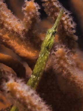 Bir Longsnout boru balığı (Syngnathus temminckii) bir deniz vantilatöründe saklanıyor.