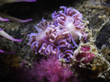 Resifte iki Mercan sümüklüböceği (Phyllodesmium horridum) yan yana parlak pembe ile mor renkte deniz sümüklüböceği.