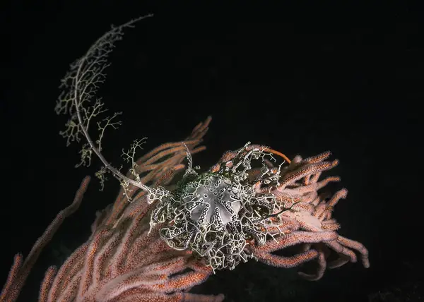 Basket Star Astrocladus Euryale Thats Attached Palmate Sea Fan Leptogoria — Stock Photo, Image
