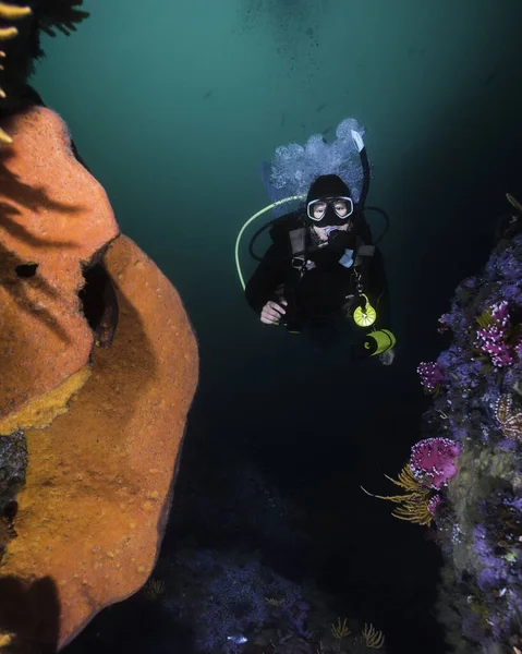 A female diver underwater swimming through the reef next to a large orange wall sponge (Spirastrella spinispirulifera)