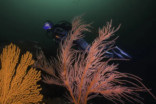 A female scuba diver exploring the reef swimming behind a large Palmate sea fan (Leptogoria palma) underwater