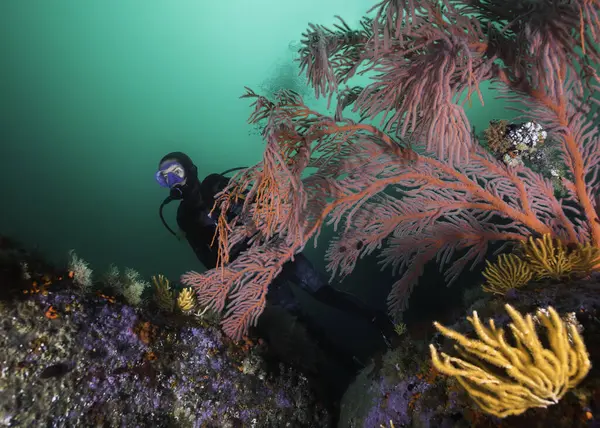 A female scuba diver exploring the vibrant reef swimming behind a large Palmate sea fan (Leptogoria palma) underwater
