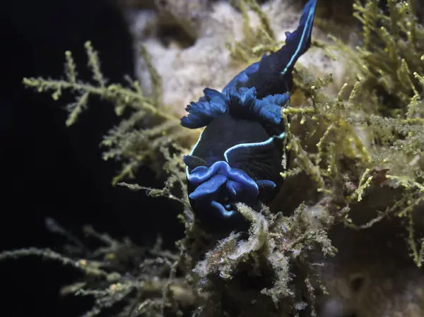 Front view of a Black nudibranch (Tambja capensis) sea slug on the reef underwater