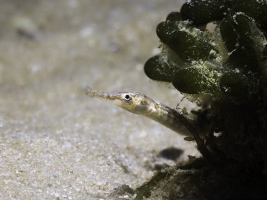 Bir Longsnout Boru Balığı (Syngnathus Temminckii) deniz bitkisinin arkasından kafasını dikizliyor
