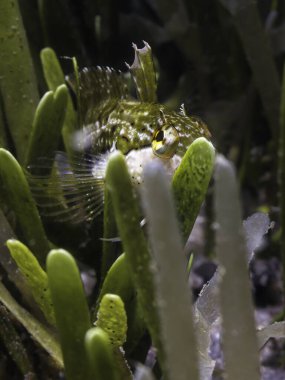 Bir Süper Klipfish (Clinus superciliosus) yeşil bir vücutla deniz otlarının arasında saklanır.